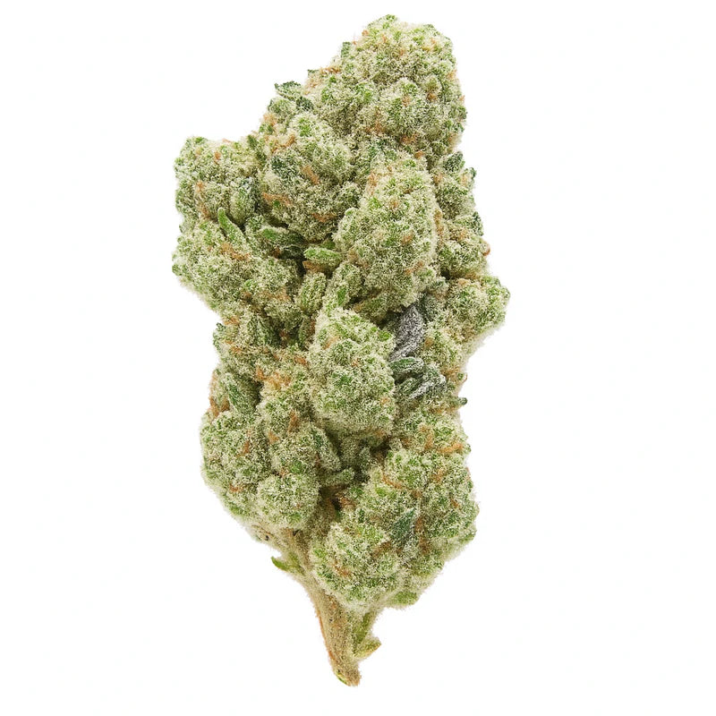 Cheetah Piss "Hybrid"