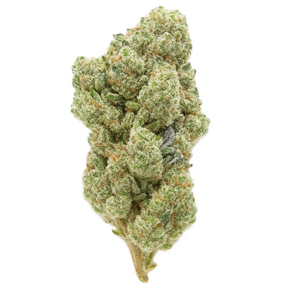 Cheetah Piss "Hybrid"